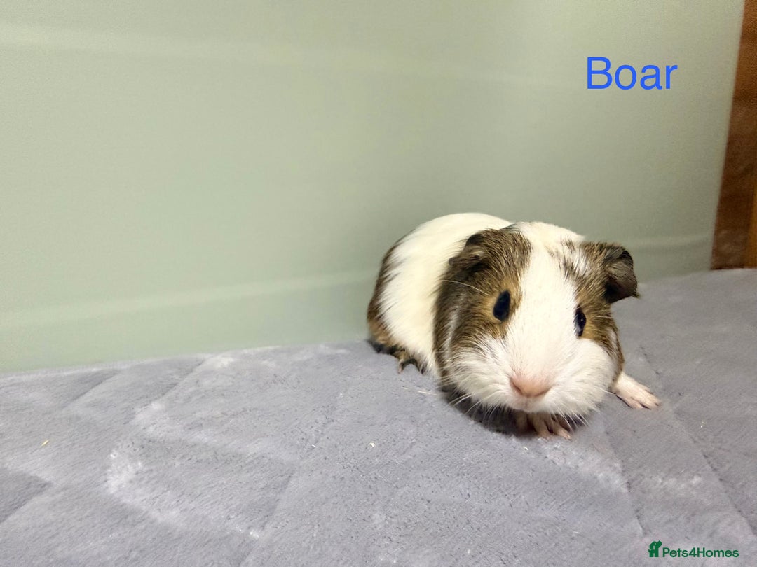 Guinea Pig rodents for sale: Baby guinea pigs  - Advert 6