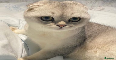 Scottish Fold cats - Advert 7
