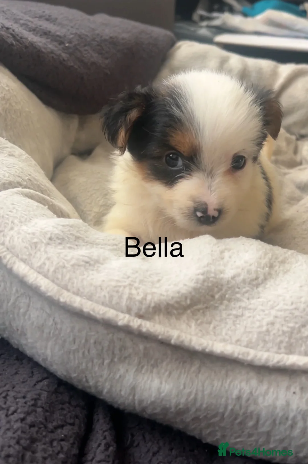 Biewer Terrier dogs for sale: Beautiful Biewer terrier puppies for sale  - Advert 13
