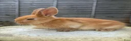 Mixed Breed rabbits for sale: 6 male netherland dwarf x mini lop bunnies - Advert 3