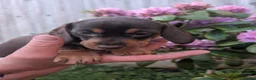 Miniature Dachshund dogs for sale: Miniature dachshund puppies - Advert 13