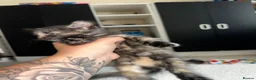 American Shorthair cats for sale: 2 Ginger/Blonde boys , 4 calico girls - Advert 26