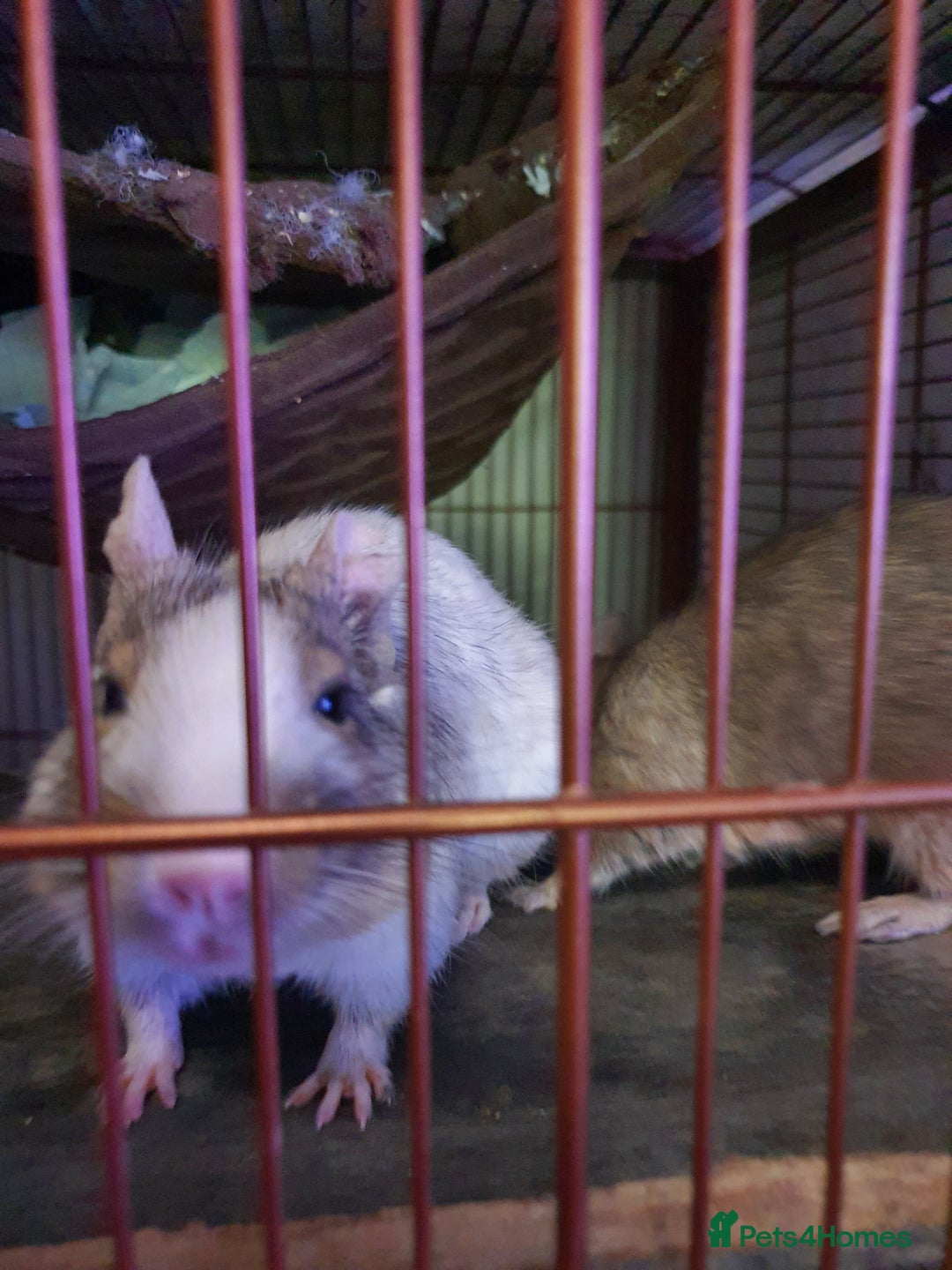 Degus rodents for sale: 2 male degus and cage - Advert 5