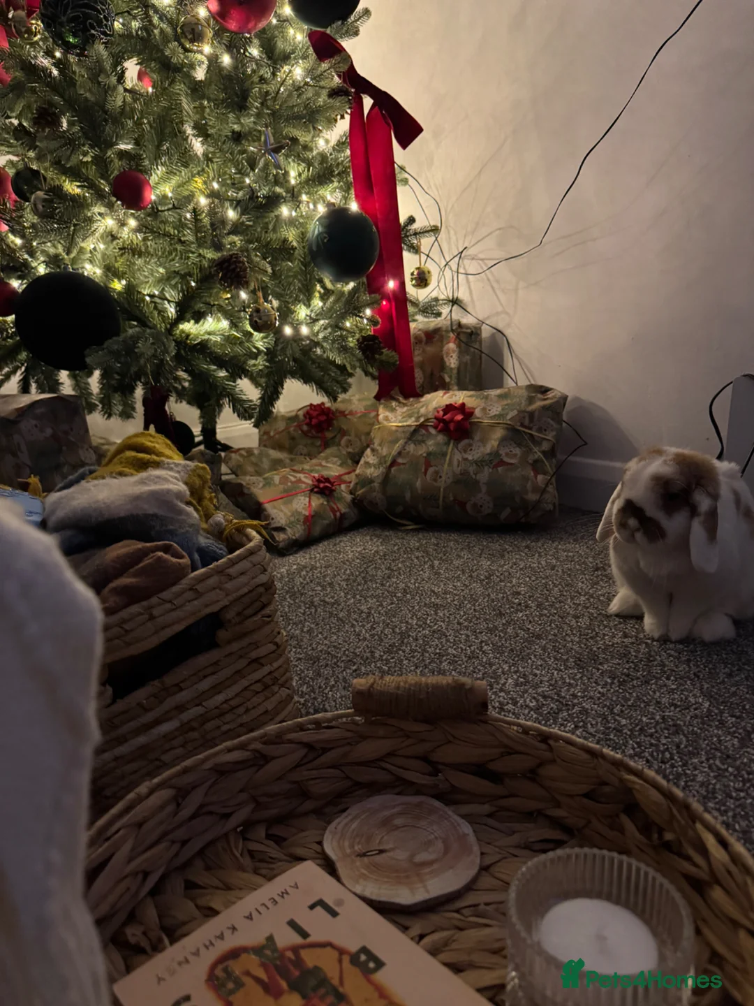 Mini Lop rabbits for sale: Lola the bunny - Advert 2