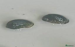 Snails fish for sale: Freshwater  nerite snails  - Image 17