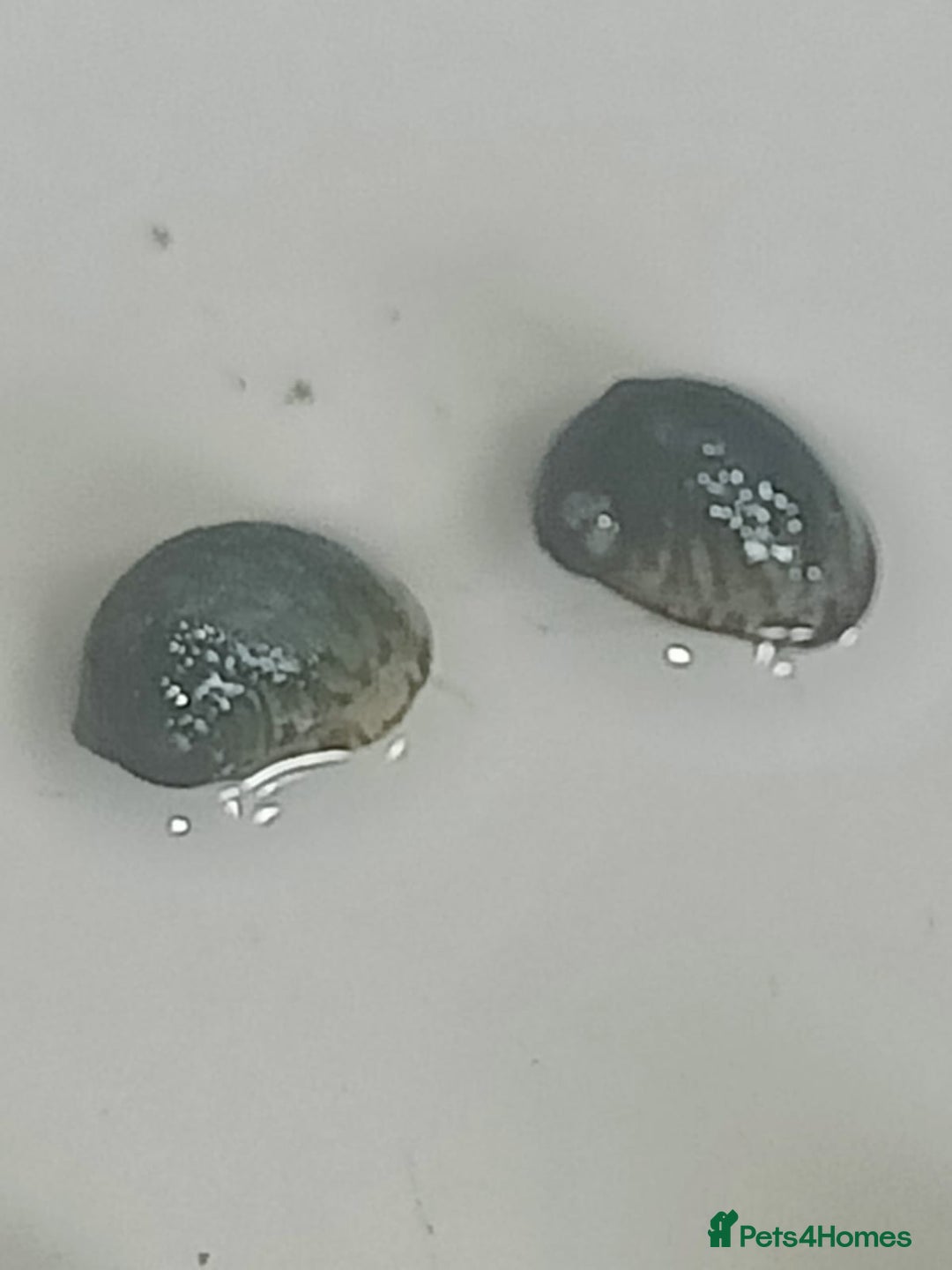 Snails fish for sale: Freshwater  nerite snails  - Image 17