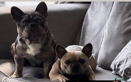 French Bulldog dogs for sale: French Bulldog Puppies - Image 4