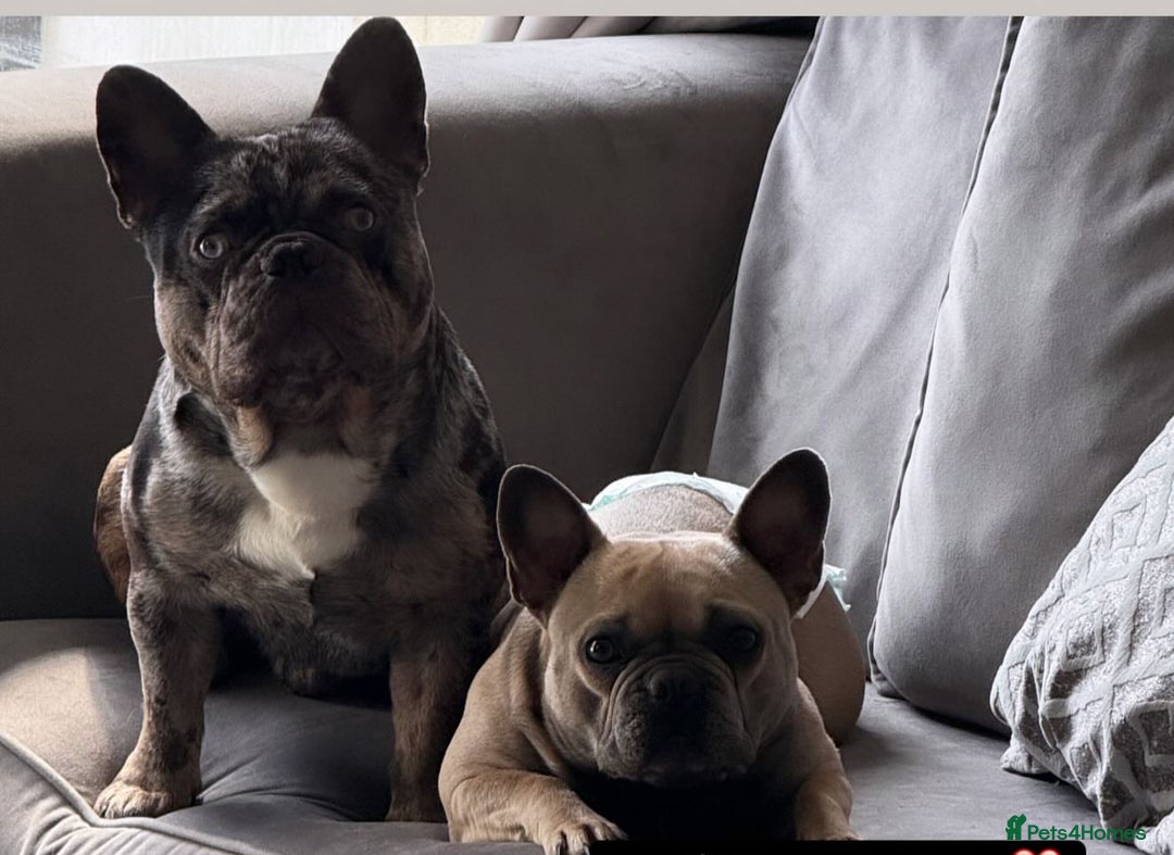 French Bulldog dogs for sale: French Bulldog Puppies - Image 4