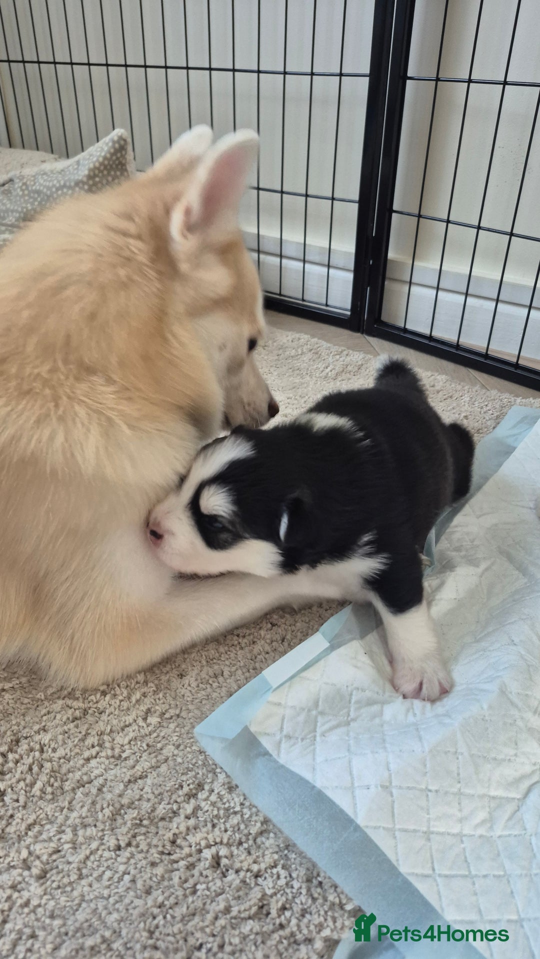 Pomsky dogs for sale: 🐾 New Year Pomsky Puppies – Mini Husky 🐾 - Advert 19