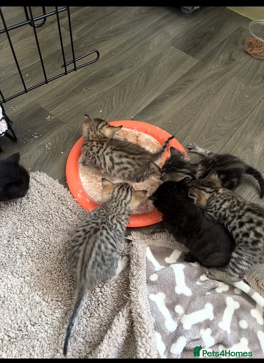 Bengal cats for sale: Bengal kittens  - Advert 2