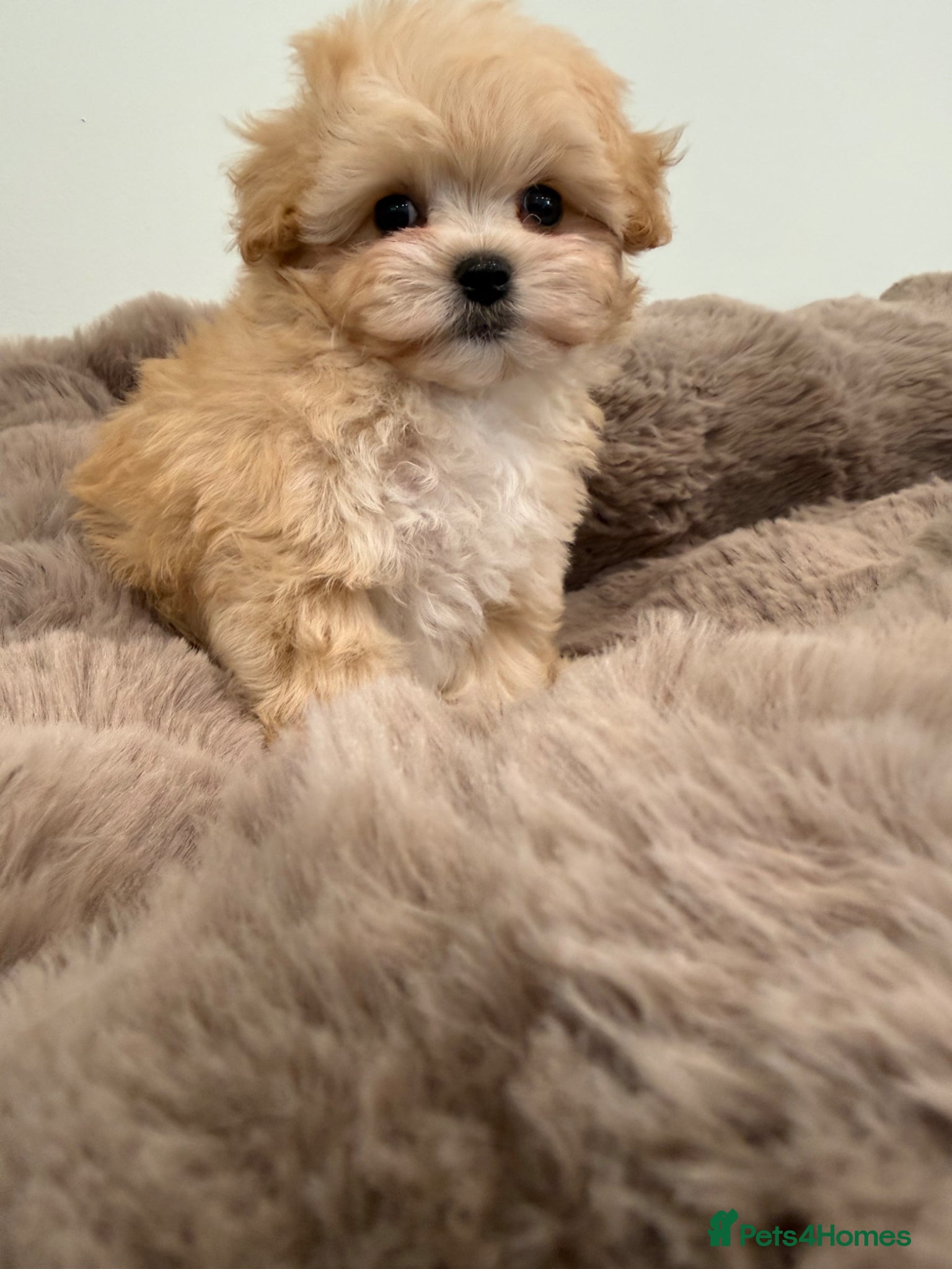 Maltipoo dogs Korean lined, f1. Fully dna & health tested   - Advert 14