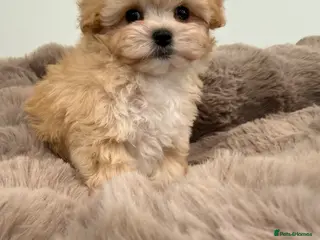 Maltipoo dogs Korean lined, f1. Fully dna & health tested - Advert 15