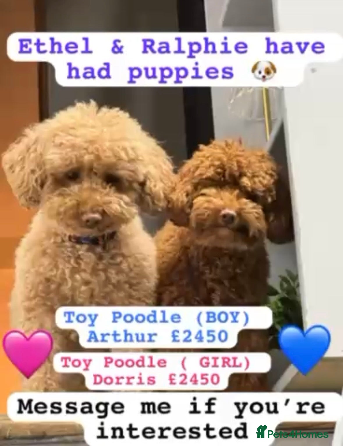 Toy Poodle dogs Two stunning red colour Toy Poodles.  - Advert 2