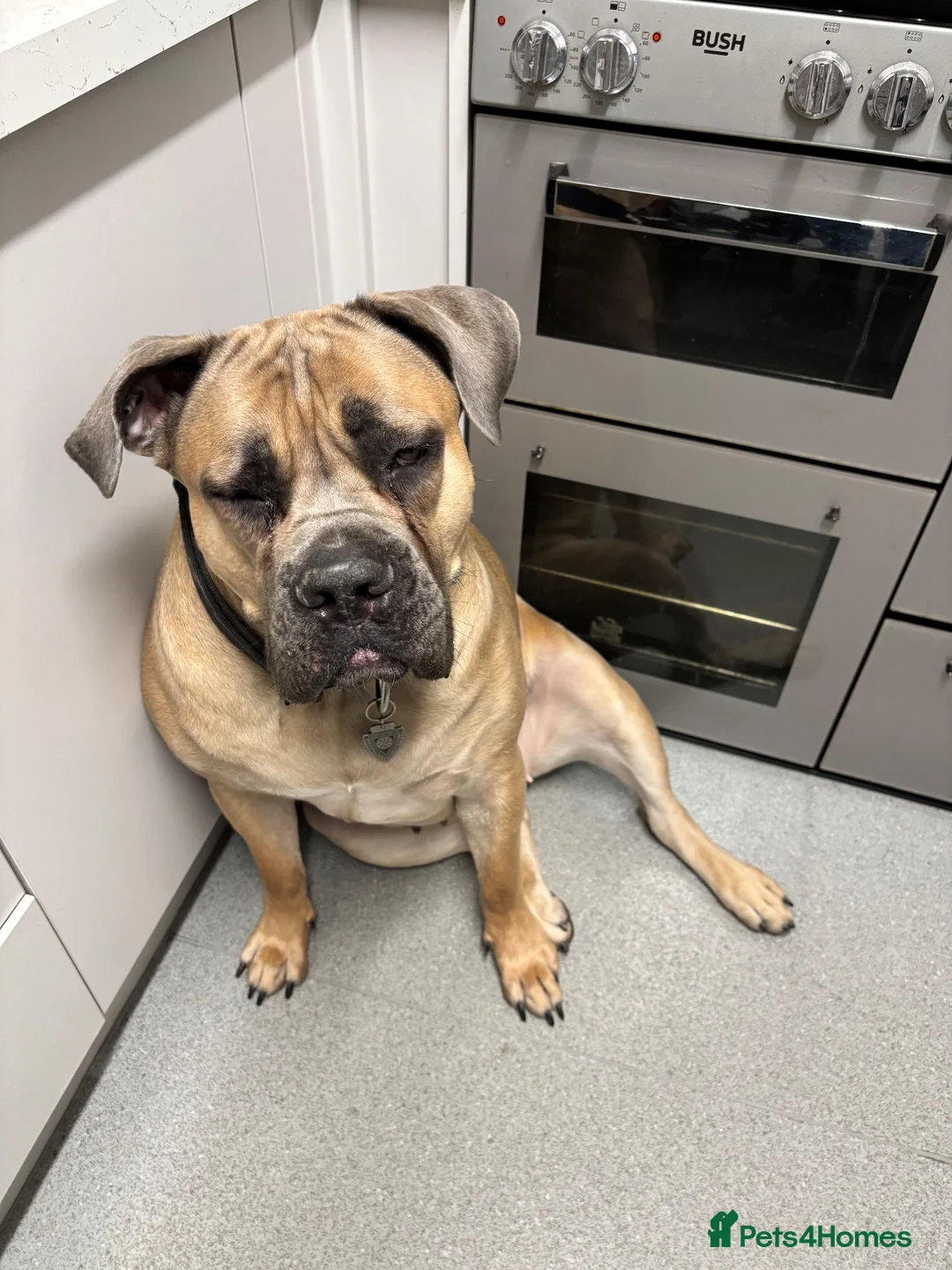Cane Corso dogs for sale: 2 year old cane Corso  - Advert 1