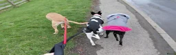 Lurcher dogs for sale: Large breed lurcher - Advert 10