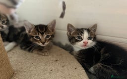 Domestic Shorthair cats for sale: 5 adorable kittens ready now - Image 7