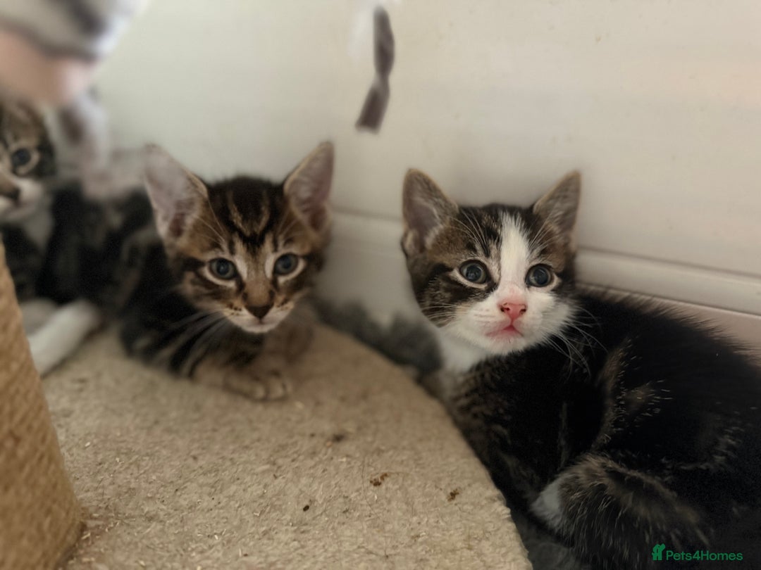 Domestic Shorthair cats for sale: 5 adorable kittens ready now - Image 7