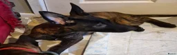 Belgian Shepherd Dog dogs for sale: Shepherd puppy  in Wishaw - Advert 11