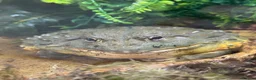 Frog reptiles for sale: African bullfrog  - Advert 3