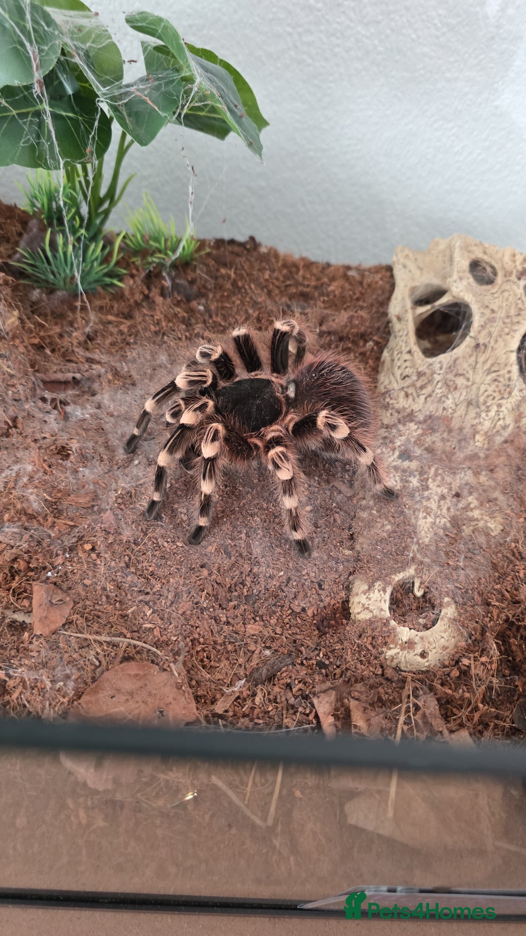 Tarantulas invertebrates for sale: Acanthoscurria geniculata fully grown adult female - Advert 1