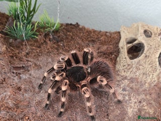 Tarantulas invertebrates Acanthoscurria geniculata fully grown adult female - Advert 1