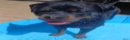 Rottweiler dogs for sale: 2 year old Rottweiler male, Rambo - Advert 2