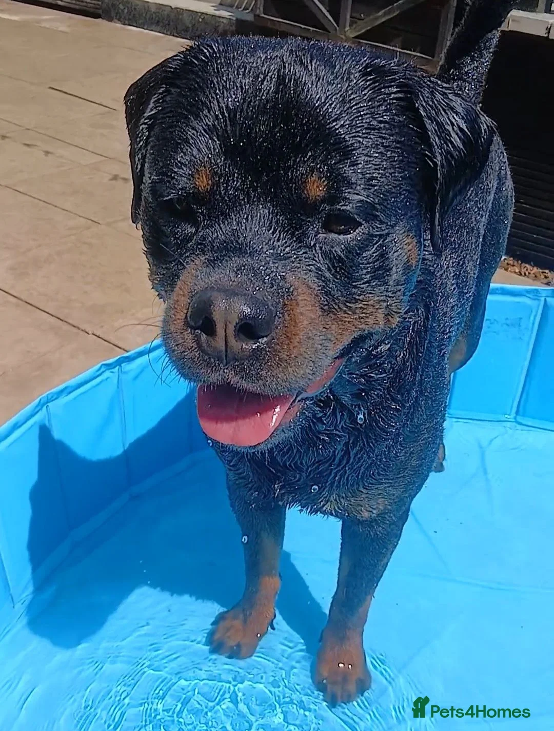 Rottweiler dogs for sale: 2 year old Rottweiler male, Rambo - Advert 2