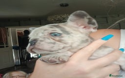 French Bulldog dogs for sale: Stocky frenchys 🏡😍 - Image 4