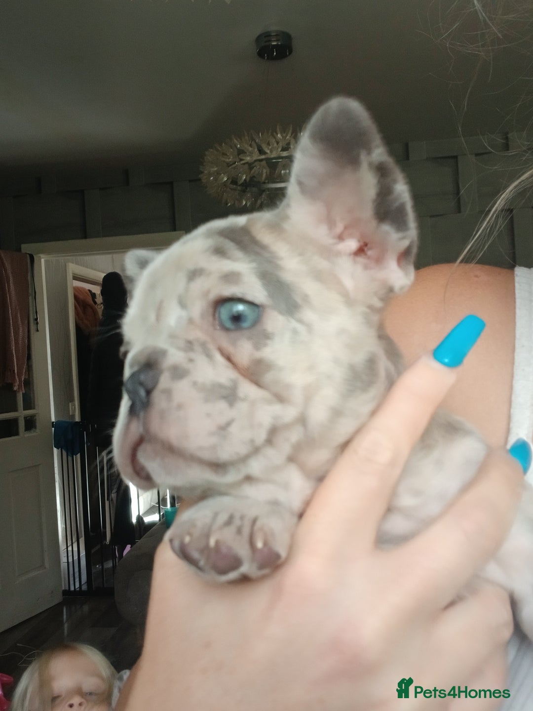 French Bulldog dogs for sale: Stocky frenchys 🏡😍 - Image 4