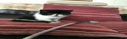 Exotic cats for sale: Hello my name is Tyson - Advert 5