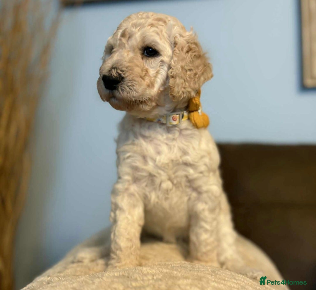 Standard Poodle dogs for sale: Standard poodle puppies!  2 girls 1 boy left  - Image 10