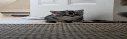 Mixed Breed cats for sale: 1 Male, 2 Female kittens up for sale. - Advert 6