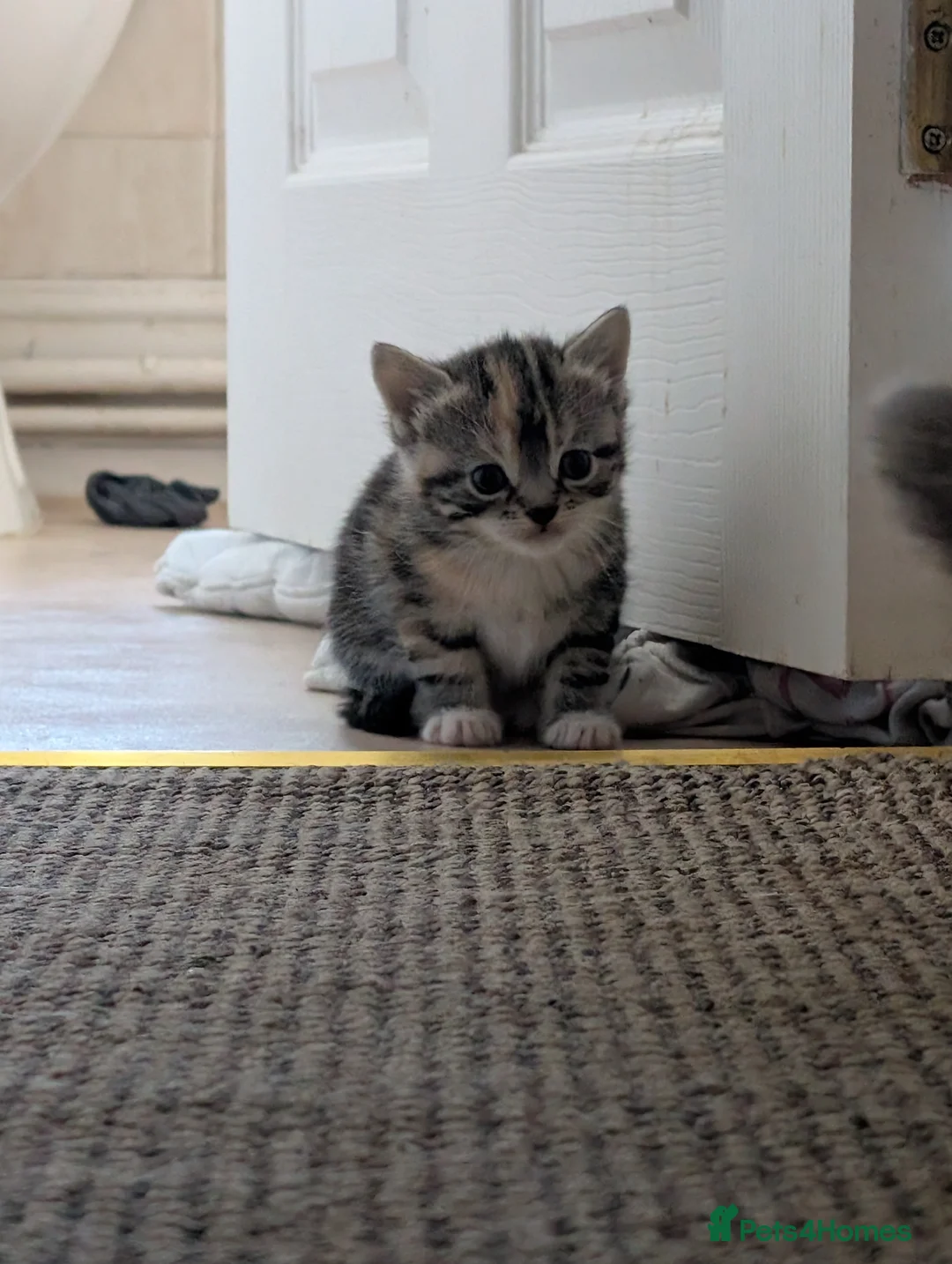 Mixed Breed cats for sale: 1 Male, 2 Female kittens up for sale. - Advert 6