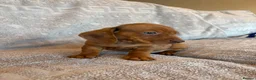 Dachshund dogs for sale: 4 adorable dachshund pups 3 boys 1 girl  - Advert 4