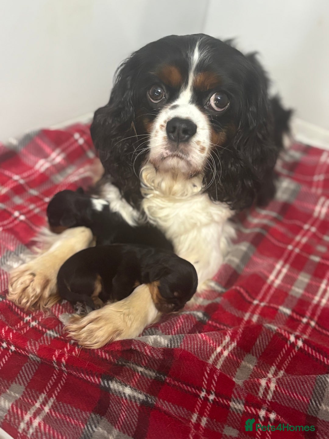 Cavalier King Charles Spaniel dogs for sale: Two beautiful kc boys  - Advert 1