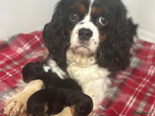 Cavalier King Charles Spaniel dogs Two beautiful kc boys - Advert 3