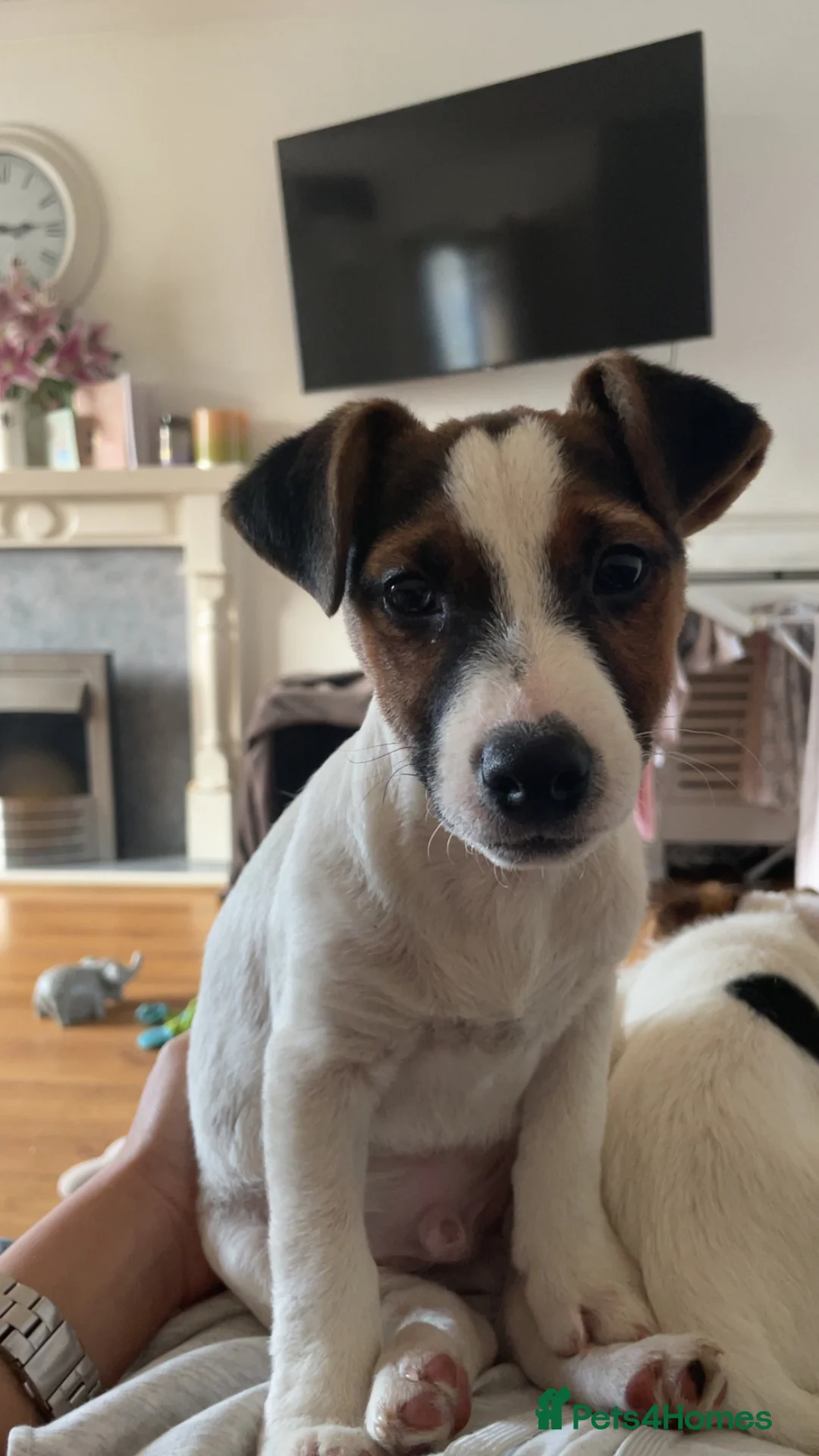 Jack Russell dogs for sale: jack russell puppys  - Advert 5