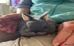 Netherland Dwarf rabbits for sale: Lilac Otter buck for sale  - Image 3