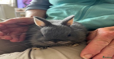 Netherland Dwarf rabbits - Advert 6