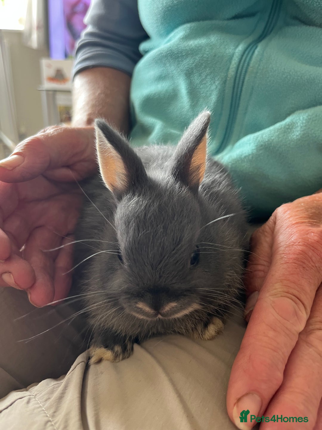 Netherland Dwarf rabbits for sale: Lilac Otter buck for sale  - Image 3