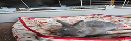 Netherland Dwarf rabbits for sale: Baby bunny - Advert 4