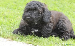 Poochon dogs for sale: F1 Poochon puppy for sale - Image 31