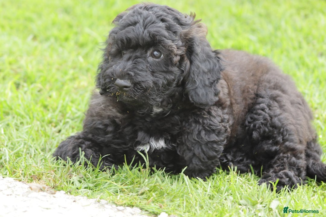 Poochon dogs for sale: F1 Poochon puppy for sale - Image 31