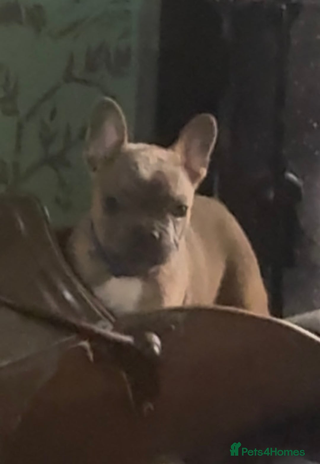 French Bulldog dogs for sale: Last girl left  - Advert 8