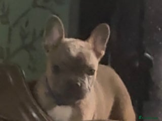 French Bulldog dogs Homie lines meet Apollo line - Advert 12