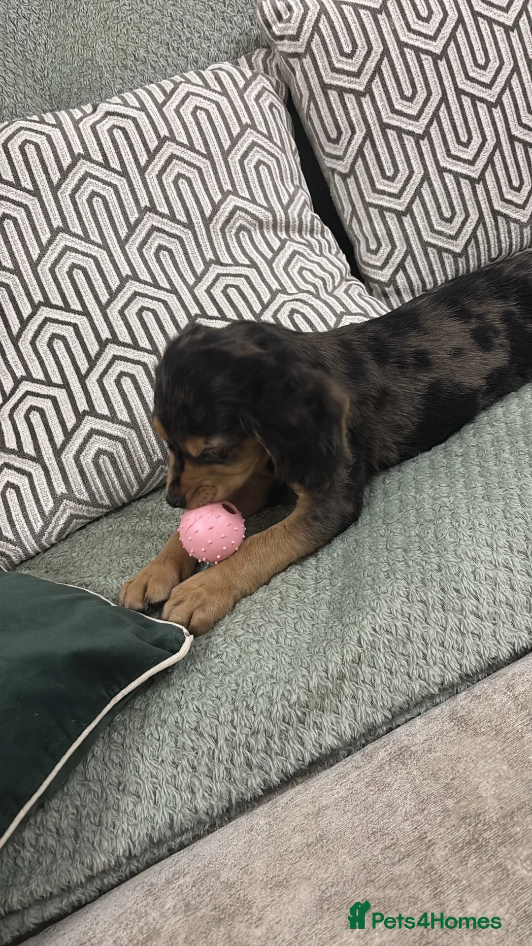 Cocker Spaniel dogs for sale: Cocker spaniel puppy in Lichfield - Advert 4