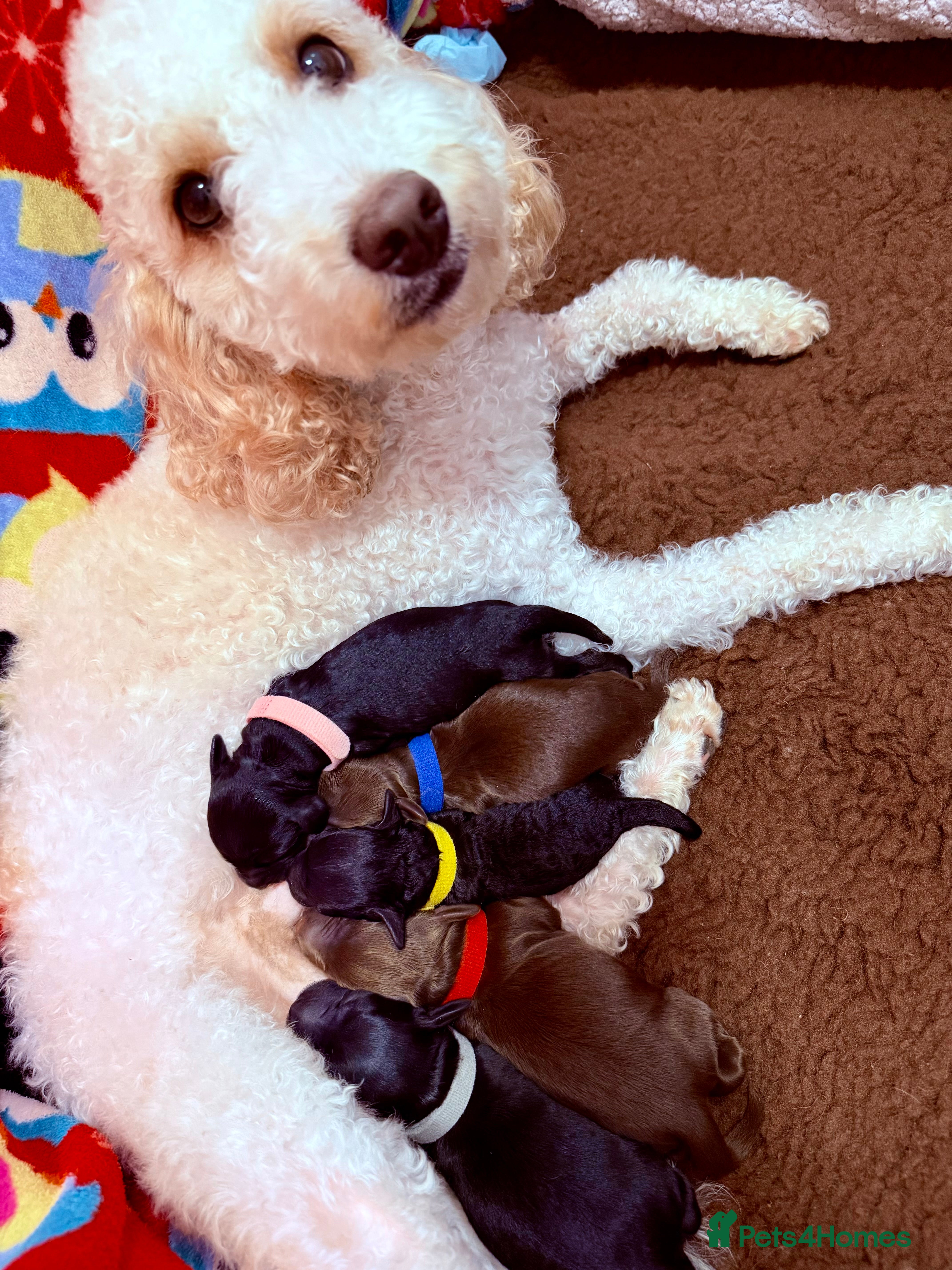 Cockapoo dogs F2b Cockapoo Puppies Health‑Tested Pedigree Lines - Advert 7