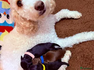 Cockapoo dogs F2b Cockapoo Puppies Health‑Tested Pedigree Lines - Advert 6