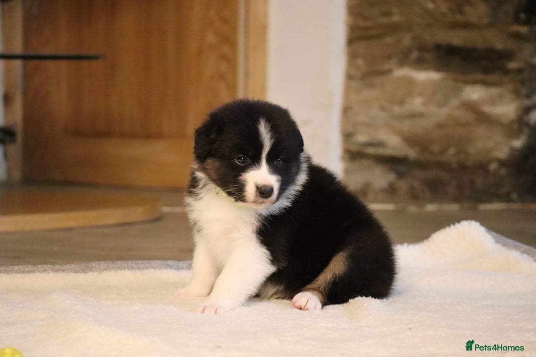 Australian Shepherd dogs for sale: Australian Shepherd Puppies  - Image 16