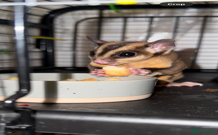 Sugar Glider rodents Pair of sugar gliders  - Advert 1